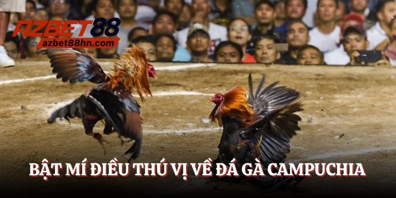 Bật mí điều thú vị về đá gà Campuchia