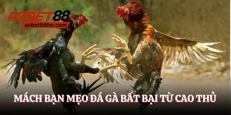 Mách bạn mẹo đá gà bất bại từ cao thủ