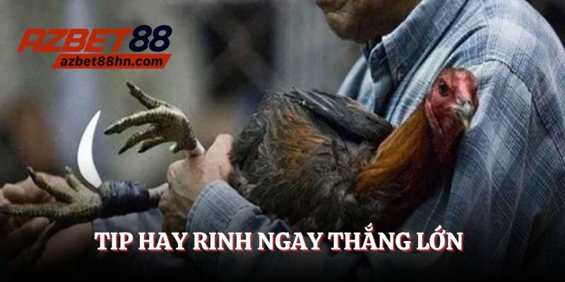 Tip hay rinh ngay thắng lớn cùng đá gà cựa dao