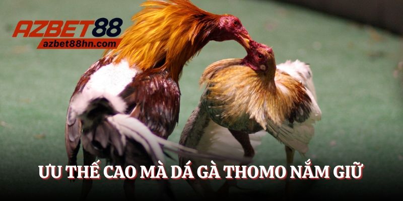 Ưu thế đỉnh cao mà đá gà Thomo nắm giữ